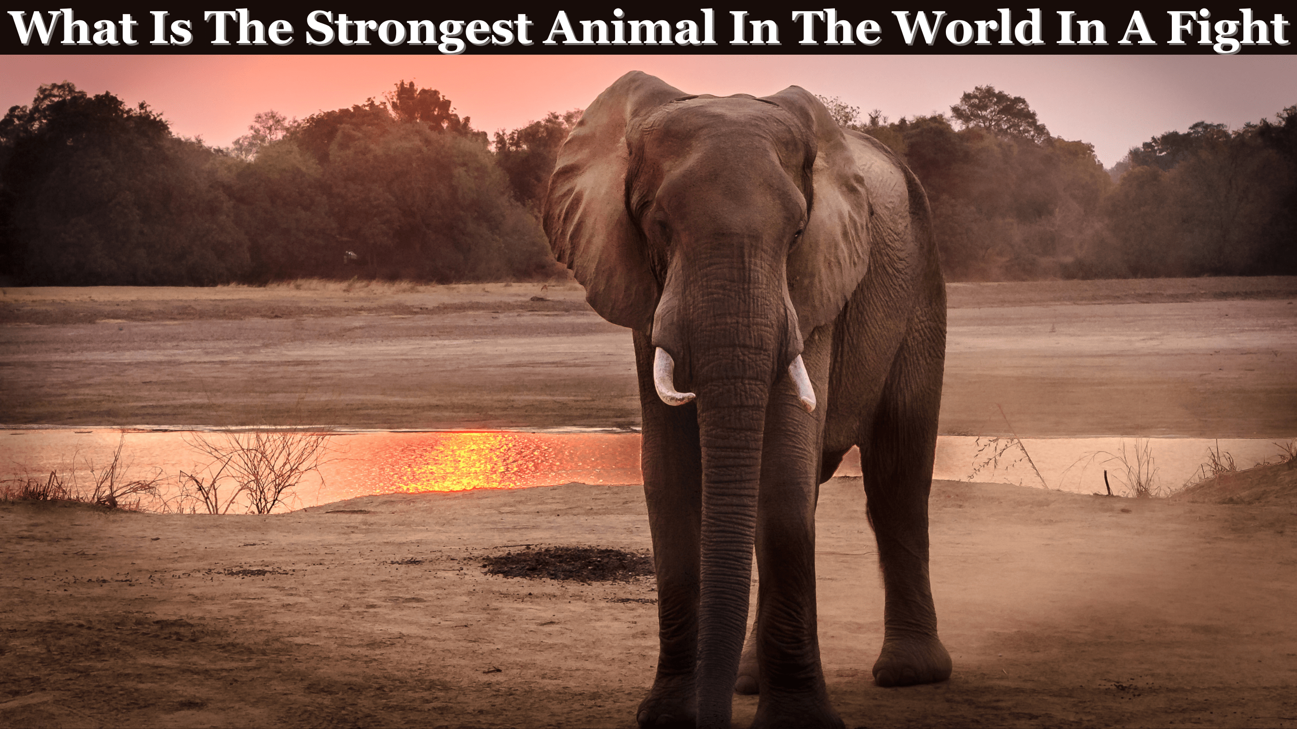 What is the Strongest Animal in the World in a Fight